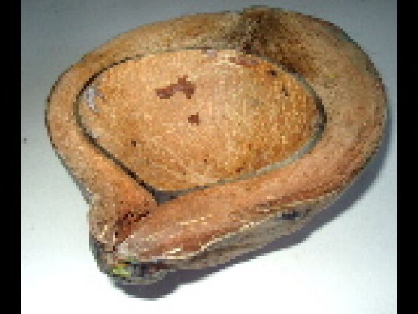 Kokosnuss Hälfte Natur ca. 20 cm / 1 Stück